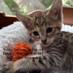 Savannah Male BST Kitten Sommers DOB 5-9-26