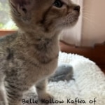 Savannah F-4SBT Male BST Kitten Sommers DOB 5-9-26