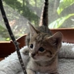 Savannah F-4SBT Male BST Kitten Sommers DOB 5-9-26