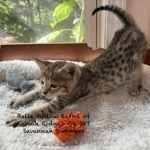 Savannah F-4SBT Male BST Kitten Sommers DOB 5-9-26