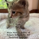 Savannah F-4SBT Male BST Kitten Sommers DOB 5-9-26