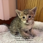 Savannah F-4SBT Male BST Kitten Sommers DOB 5-9-26