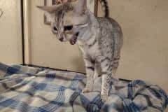 Faith - Egyptian Mau  Silver female 5/9/20
