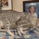Faith, silver Mau DOB 5/9/20