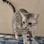 Faith, silver Mau DOB 5/9/20