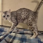 Faith, silver Mau DOB 5/9/20