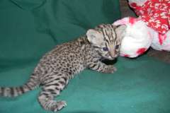 Sparkes Geoffroy's Cat Golden Spotted DOB 8-6-14