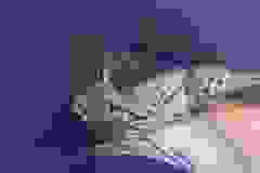 Casper Geoffroy\'s Cat, Golden Spotted Male DOB 6-16-16