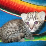 Geoffroy's Cat, Golden Spotted Male DOB 6-16-16