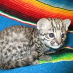 Geoffroy's Cat, Golden Spotted Male DOB 6-16-16