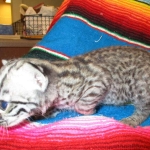 Geoffroy's Cat, Golden Spotted Male DOB 6-16-16