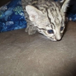 Geoffroy's Cat, Golden Spotted Male DOB 6-16-16