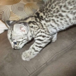 Geoffroy's Cat, Golden Spotted Male DOB 6-16-16