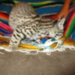 Geoffroy's Cat, Golden Spotted Male DOB 6-16-16