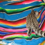 Geoffroy's Cat, Golden Spotted Male DOB 6-16-16