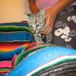 Geoffroy's Cat, Golden Spotted Male DOB 6-16-16