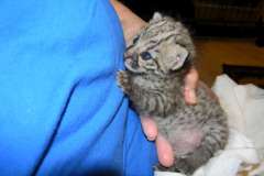 Boyd Geoffroy's Cat Kitten Golden Spotted male DOB 8/7/15