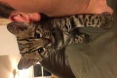 Skittles, Geoffroy's Cat Male golden spotted DOB 8-6-17