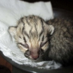 Geoff, male, golden spotted, DOB 8-6-17