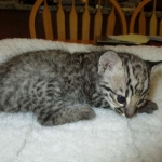 Geoff, male, golden spotted, DOB 8-6-17