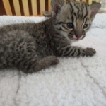 Geoff, male, golden spotted, DOB 8-6-17