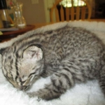 Geoff, male, golden spotted, DOB 8-6-17