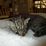 Geoff, male, golden spotted, DOB 8-6-17