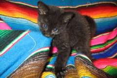 Mia Geoffroy's Cat, Melanistic Female DOB 6-16-16