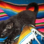 Geoffroy's Cat, Melanistic, Female, DOB 6-16-16