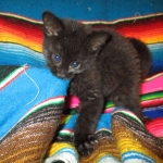 Geoffroy's Cat, Melanistic, Female, DOB 6-16-16