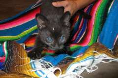 Stitch. Geoffroy\'s Cat, Melanistic, Male DOB 6-16-16