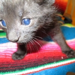 Geoffroy's Cat, Male, Melanistic, DOB 6-1 6-16