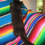 Geoffroy's Cat, Male, Melanistic, DOB 6-1 6-16