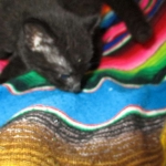 Geoffroy's Cat, Male, Melanistic, DOB 6-1 6-16