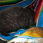 Geoffroy's Cat, Male, Melanistic, DOB 6-1 6-16