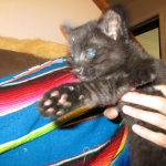 Geoffroy's Cat, Male, Melanistic, DOB 6-1 6-16