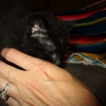 Geoffroy's Cat, Male, Melanistic, DOB 6-1 6-16