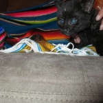 Geoffroy's Cat, Male, Melanistic, DOB 6-1 6-16