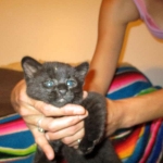 Geoffroy's Cat, Male, Melanistic, DOB 6-1 6-16