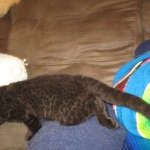 Geoffroy's Cat, Male, Melanistic, DOB 6-1 6-16