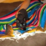 Geoffroy's Cat, Male, Melanistic, DOB 6-1 6-16