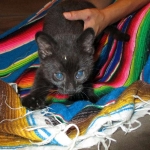 Geoffroy's Cat, Male, Melanistic, DOB 6-1 6-16