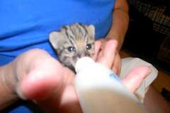 Lilly Golden Spotted Geoffroy's Cat female DOB 8/7/15