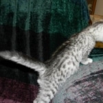 Jasmine, Egyptian Mau, Silver Female DOB 5-7-15