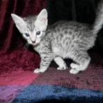 Jasmine, Egyptian Mau, Silver Female DOB 5-7-15