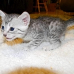 Jasmine, Egyptian Mau, Silver Female DOB 5-7-15