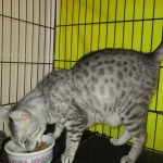 Jasmine, Egyptian Mau, Silver Female DOB 5-7-15