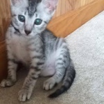 Jasmine, Egyptian Mau, Silver Female DOB 5-7-15