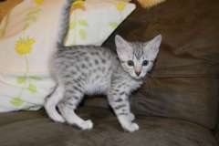Julia Silver Egyptian Mau female DOB 8-7-14