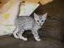 Julia Silver Egyptian Mau female DOB 8-7-14